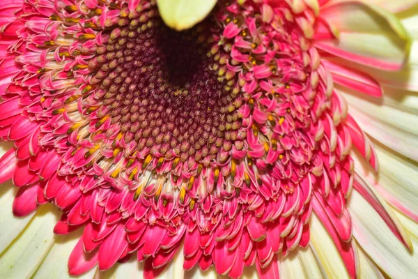 Güneşli yaz gününde bahçede büyüyen güzel bir çiçek. 