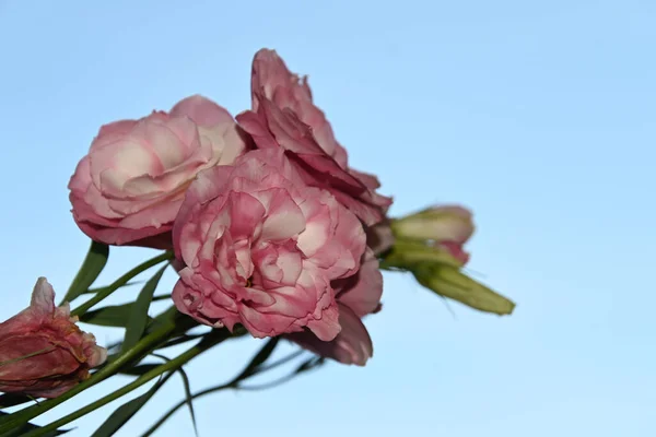 Belles Fleurs Eustomes Sur Fond Ciel Bleu — Photo