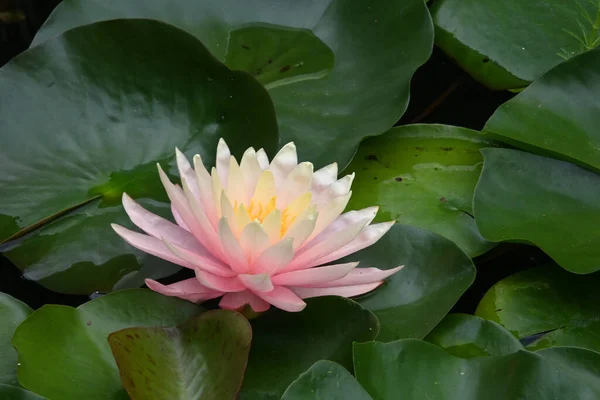 Hermoso Loto Floreciente Creciendo Estanque Día Verano — Foto de Stock