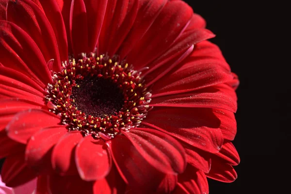 Schöne Gerbera Blume Auf Dunklem Hintergrund Sommerkonzept Nahsicht — Stockfoto