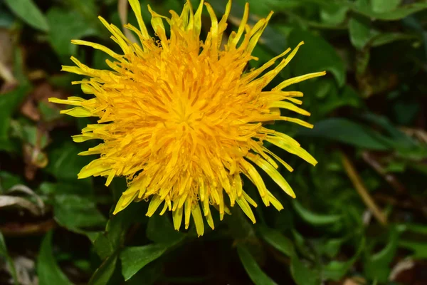 Güneşli Yaz Gününde Bahçede Büyüyen Güzel Bir Çiçek — Stok fotoğraf