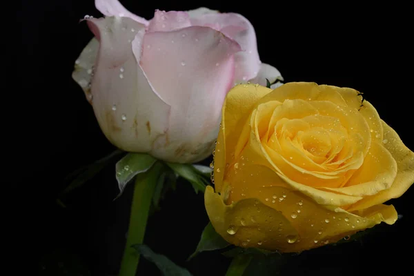 Piękne Kwiaty Róży Ciemnym Tle Koncepcja Lato Widok Bliska — Zdjęcie stockowe