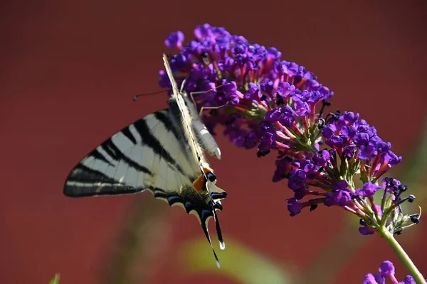 아름다운 나비가 여름철의 정원에서 수분시키고 — 스톡 사진