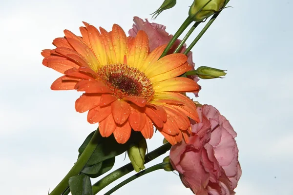 Primo Piano Bellissimi Fiori Sullo Sfondo Del Cielo — Foto Stock