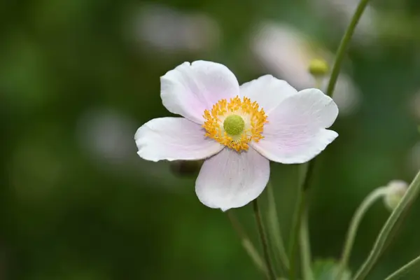 Nahaufnahme Von Schönen Blumen Garten — Stockfoto