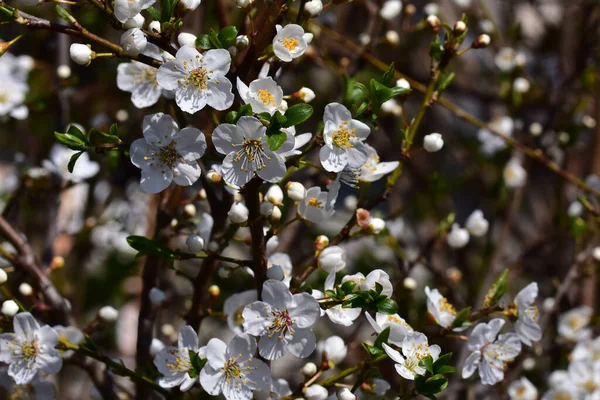 Blommande Körsbärsträd Grenar Med Blommande Vackra Blommor Närbild Vår Koncept — Stockfoto