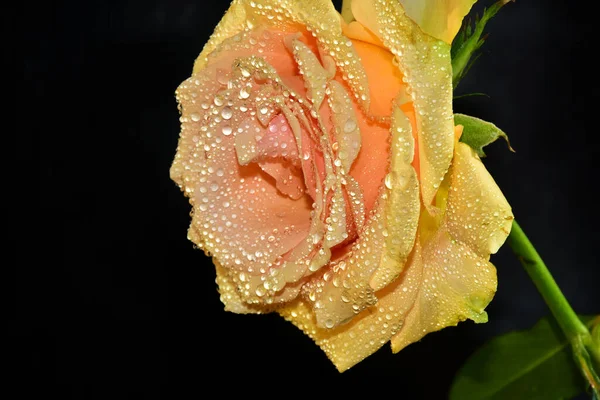 Piękne Kwiaty Ciemnym Tle — Zdjęcie stockowe