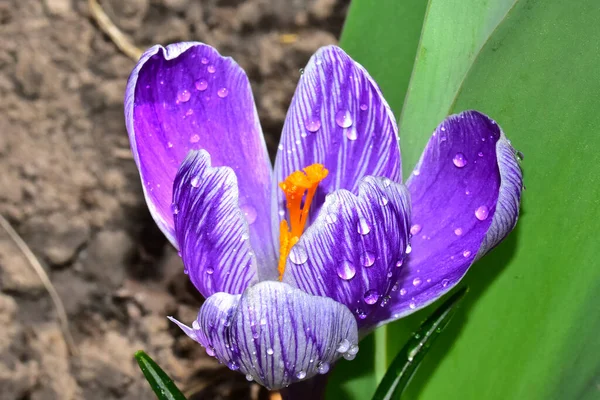 Красива Квітка Крупа Росте Саду Літній Сонячний День — стокове фото