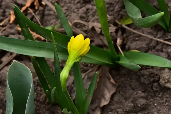 Hermosas Flores Que Crecen Jardín Verano Día Soleado — Foto de Stock