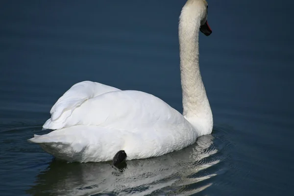 Belo Cisne Branco Nadando Superfície Água Lago Dia Verão — Fotografia de Stock