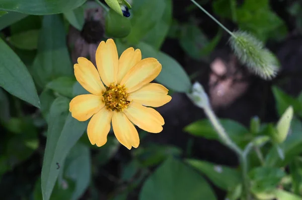 Belle Fleur Poussant Dans Jardin Journée Ensoleillée Été — Photo