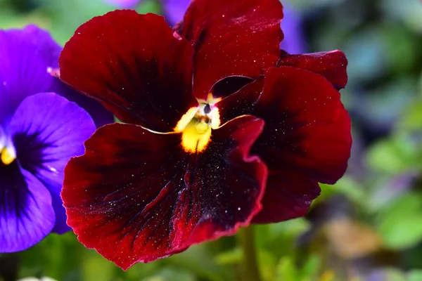 Bela Flor Crescendo Jardim Verão Dia Ensolarado — Fotografia de Stock