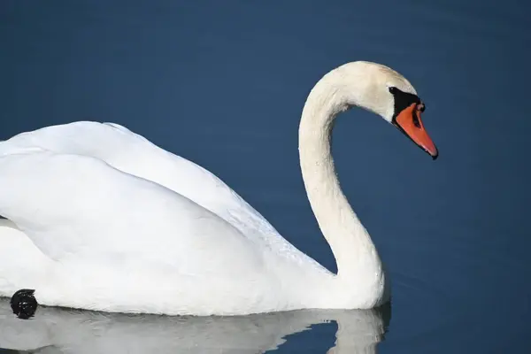 Krásná Bílá Labuť Plavání Vodní Hladině Jezera Letní Den — Stock fotografie