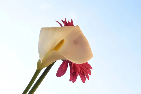 Close Van Mooie Bloemen Lucht Achtergrond — Stockfoto