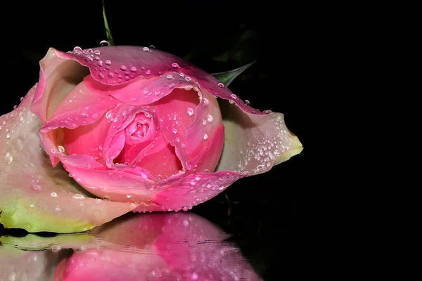 Bela Rosa Fundo Escuro Conceito Verão Vista Perto — Fotografia de Stock