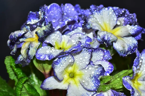 Bouquet Belles Fleurs Sur Fond Sombre Concept Été Vue Rapprochée — Photo