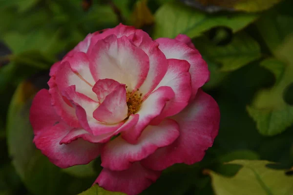 Beautiful Rose Flower Dark Background Summer Concept Close View — Stock Photo, Image