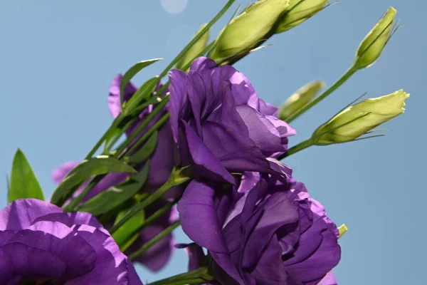 Belas Flores Eustoma Fundo Céu Azul — Fotografia de Stock