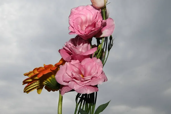 배경의 아름다운 꽃들을 클로즈업 — 스톡 사진