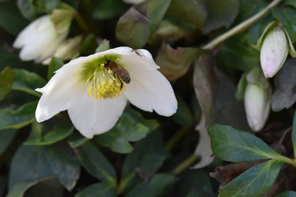 Mooie Bloemen Groeien Tuin Zomer Zonnige Dag — Stockfoto