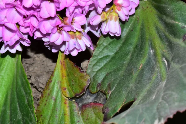 Bellissimi Fiori Che Crescono Giardino Estate Giornata Sole — Foto Stock