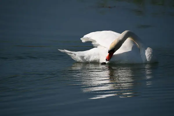 Bellissimo Cigno Bianco Che Nuota Sulla Superficie Dell Acqua Del — Foto Stock