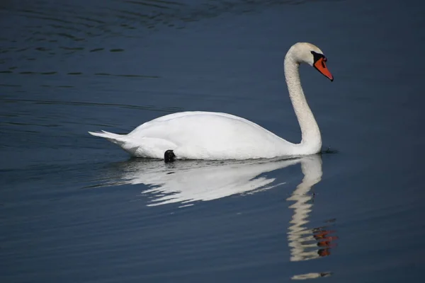 Belo Cisne Branco Nadando Superfície Água Lago Dia Verão — Fotografia de Stock