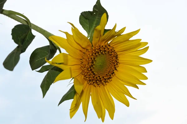 Schöne Gelbe Sonnenblume Auf Blauem Himmel Hintergrund — Stockfoto