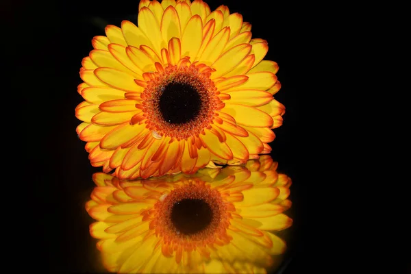 Karanlık arka planda güzel Gerbera çiçeği, yaz konsepti, yakın görüş  