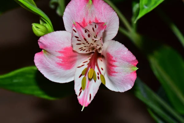 夏の晴れた日に庭で成長する美しい花 — ストック写真