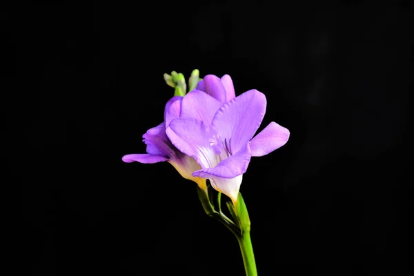 Schöne Blumen Auf Dunklem Hintergrund Sommerkonzept Nahsicht — Stockfoto