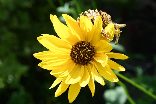Güneşli Yaz Gününde Bahçede Büyüyen Güzel Bir Çiçek — Stok fotoğraf