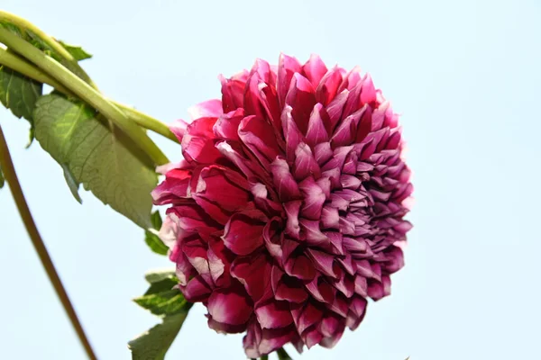 Beautiful Chrysanthemum Flower Blue Sky Background — Stock Photo, Image