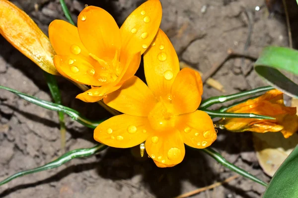 Hermosos Cocodrilos Creciendo Jardín Verano Día Soleado — Foto de Stock