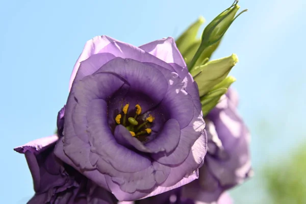 Vacker Eustoma Blommor Blå Himmel Bakgrund — Stockfoto