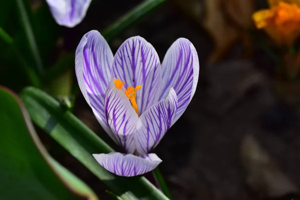 Vacker Krokus Blomma Växer Trädgården Sommaren Solig Dag — Stockfoto