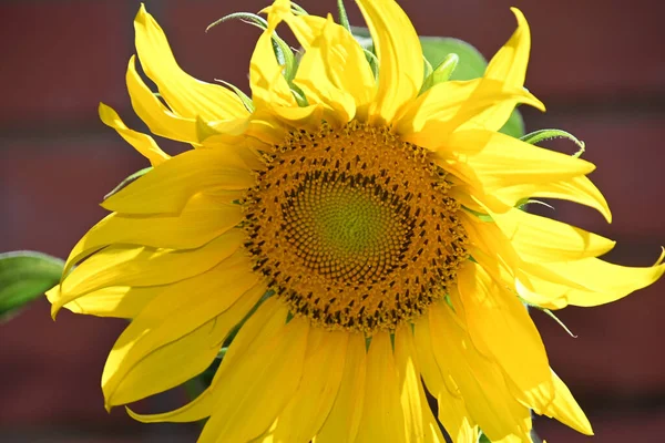 Mooie Zonnebloem Groeien Tuin Zomer Zonnige Dag — Stockfoto