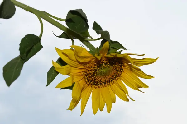 Beautiful Yellow Sunflower Blue Sky Background — Stock Photo, Image