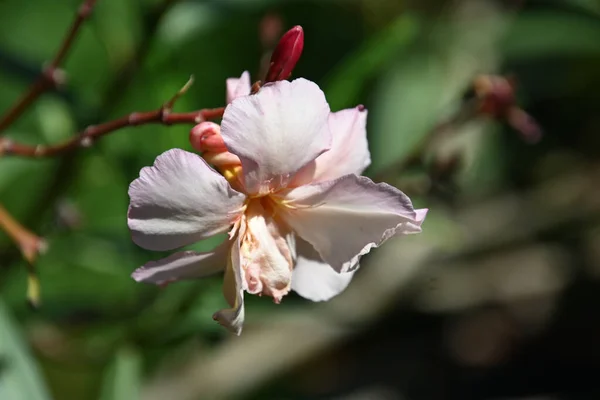 Hermosa Flor Que Crece Jardín Verano Día Soleado — Foto de Stock