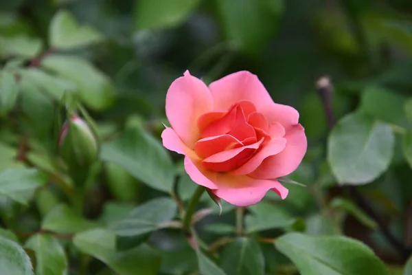 Bela Rosa Flor Crescendo Jardim Verão Dia Ensolarado — Fotografia de Stock