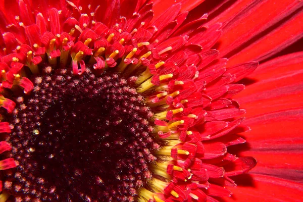 Vacker Gerbera Blomma Mörk Bakgrund Sommar Koncept Nära Utsikt — Stockfoto