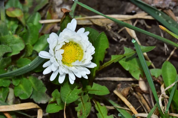 Belle Fleur Poussant Dans Jardin Journée Ensoleillée Été — Photo