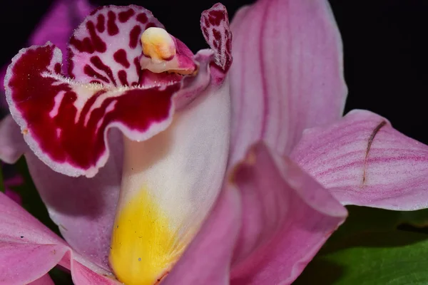 Hermosa Flor Orquídea Sobre Fondo Oscuro Concepto Verano Vista Cercana — Foto de Stock