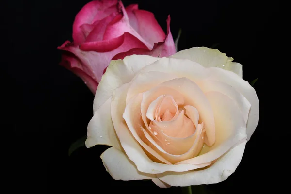 Belas Flores Rosa Fundo Escuro Conceito Verão Vista Próxima — Fotografia de Stock