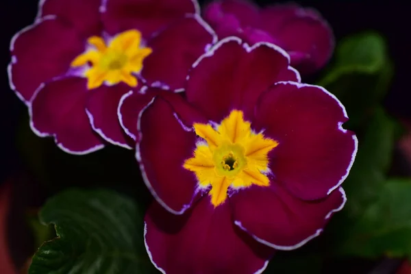 Beautiful Flowers Dark Background Summer Concept Close View — Stock Photo, Image