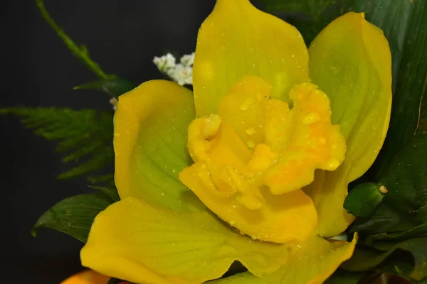 Hermosa Flor Orquídea Sobre Fondo Oscuro Concepto Verano Vista Cercana — Foto de Stock