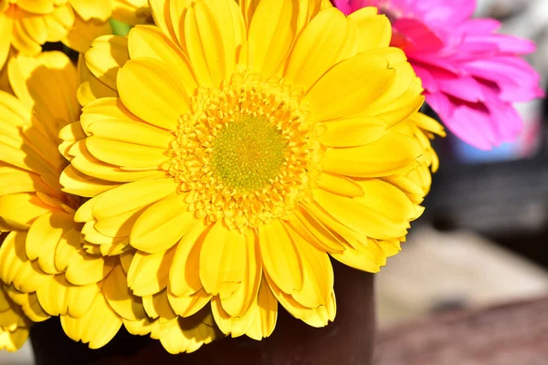 Красиві Квіти Гербери Темному Тлі Літня Концепція Близький Вигляд — стокове фото