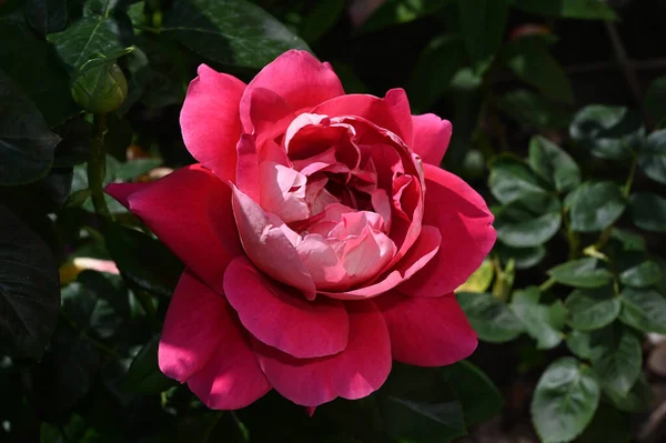 Belle Fleur Rose Poussant Dans Jardin Journée Ensoleillée Été — Photo