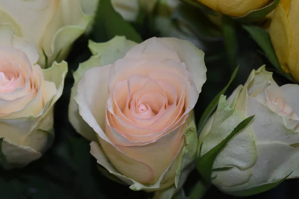Kytice Krásných Růží Tmavém Pozadí Letní Koncept Zblízka — Stock fotografie