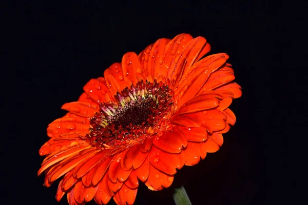 Hermosa Gerbera Sobre Fondo Oscuro Concepto Verano Vista Cercana —  Fotos de Stock